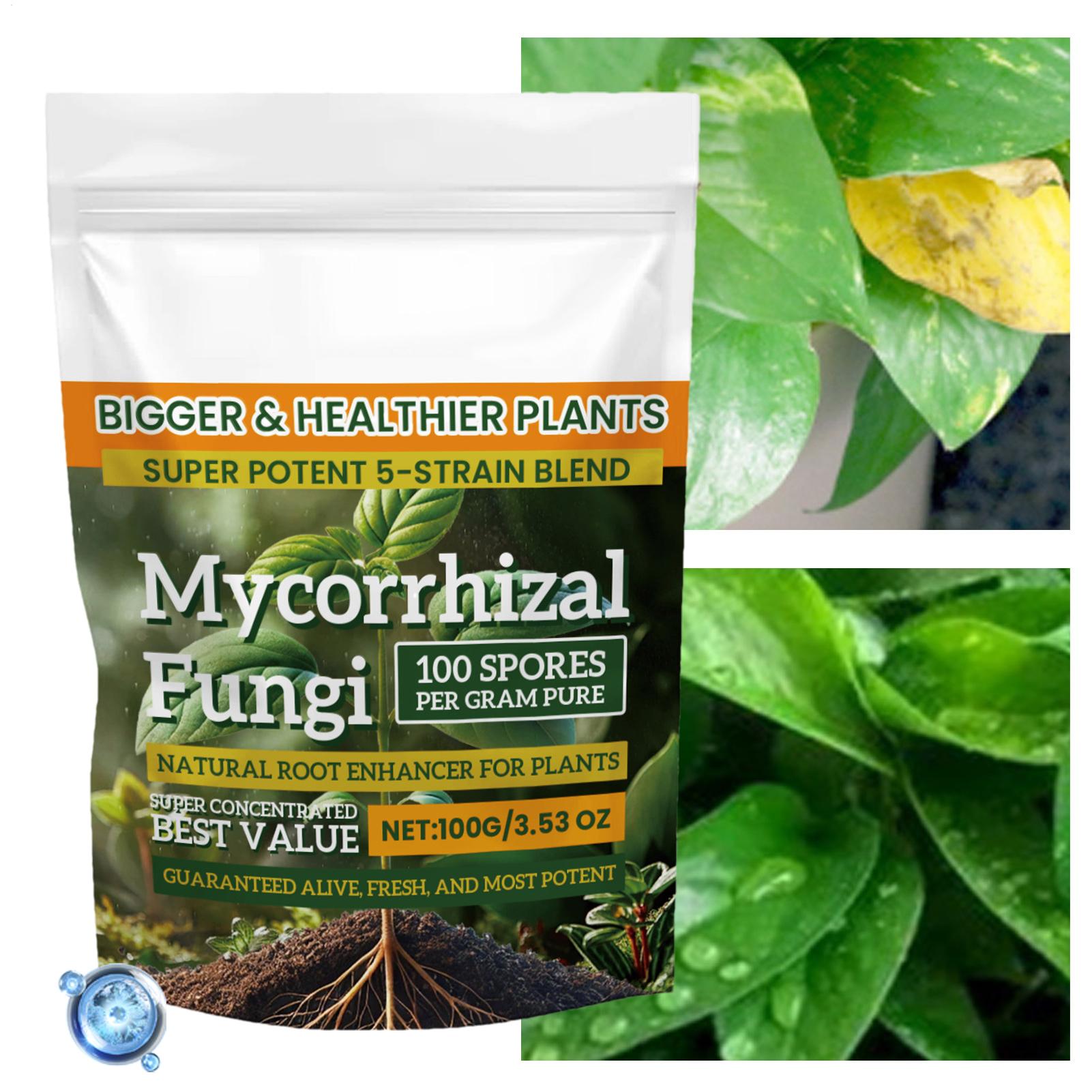 100g Proszku Wzmacniającego Ko – Roots Nutrition & Fitness Inglewood Photos recenzja i cena